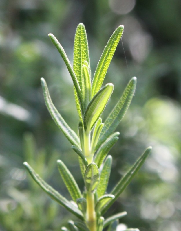 rosemary4 resized